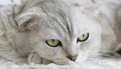 YY易游体育官网-马里不敌津巴布韦，小组排名恶化，马布里强不强